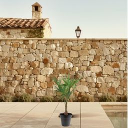 Trachycarpus Fortunei - 90-100cm - Ø21 (8721055694182)
