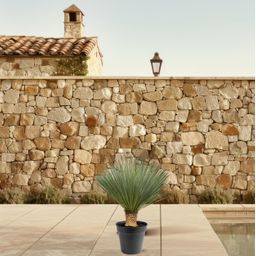 Yucca Rostrata - 80 - 100cm- Ø38 (8721055693123)