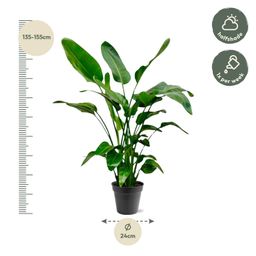 Strelitzia Nicolai - 140 (8721055691952)
