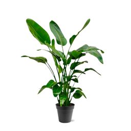 Strelitzia Nicolai - 140 (8721055691952)