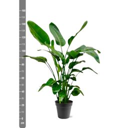 Strelitzia Nicolai - 140 (8721055691952)