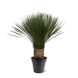 Yucca Rostrata - 80 - 100cm- Ø38 (8721055693123)