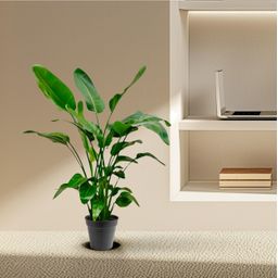 Strelitzia Nicolai - 140 (8721055691952)