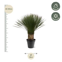 Yucca Rostrata - 80 - 100cm- Ø38 (8721055693123)
