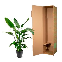 Strelitzia Nicolai - 140 (8721055691952)