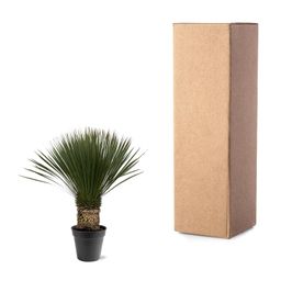 Yucca Rostrata - 80 - 100cm- Ø38 (8721055693123)