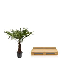 Trachycarpus Fortuneii - 220 (8721055693109)