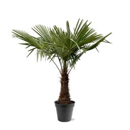 Trachycarpus Fortuneii - 220 (8721055693109)
