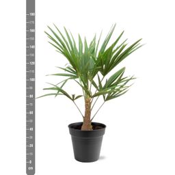 Trachycarpus Fortunei - 90-100cm - Ø21 (8721055694182)