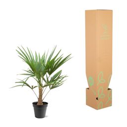 Trachycarpus Fortunei - 90-100cm - Ø21 (8721055694182)