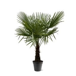 Trachycarpus Fortuneii - 160-180cm - Ø30 (8721055693116)