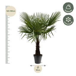 Trachycarpus Fortuneii - 160-180cm - Ø30 (8721055693116)