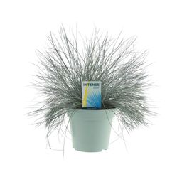 Festuca Glauca Intense Blue® (20724)