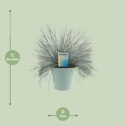 Festuca Glauca Intense Blue® (20724)
