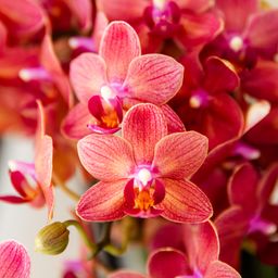 rode Phalaenopsis orchidee - Congo (8720682780114)