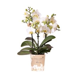 witte phalaenopsis orchidee | Lausanne (8720682780183)