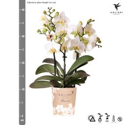 witte phalaenopsis orchidee | Lausanne (8720682780183)