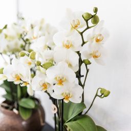 witte phalaenopsis orchidee | Lausanne (8720682780183)
