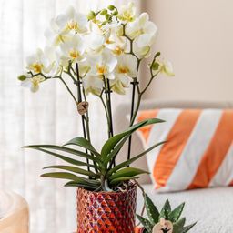 witte phalaenopsis orchidee | Lausanne (8720682780183)