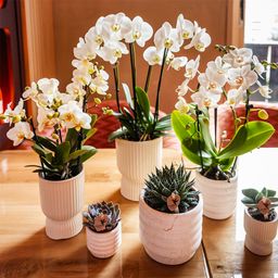witte phalaenopsis orchidee | Lausanne (8720682780183)