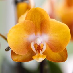 oranje gouden Phalaenopsis orchidee | Jewel Las Vegas (7421092602799)