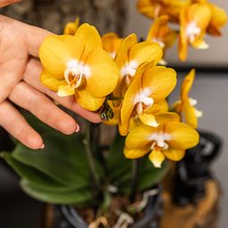 oranje gouden Phalaenopsis orchidee | Jewel Las Vegas (7421092602799)