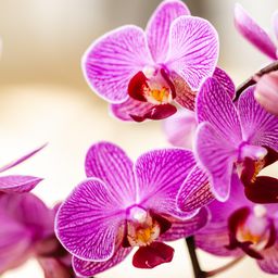 paars/roze Phalaenopsis orchidee | Vienna (8720682780091)