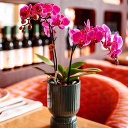 paars/roze Phalaenopsis orchidee | Vienna (8720682780091)