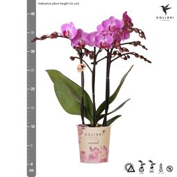 paars/roze Phalaenopsis orchidee | Vienna (8720682780091)