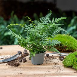 Varen - Athyrium spicatum - Terrarium plant - Potmaat 6 (8720872020860)