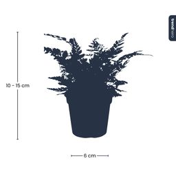 Varen - Athyrium spicatum - Terrarium plant - Potmaat 6 (8720872020860)