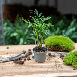 Parlour Palm - Chamaedorea elegans 'baby' - Terrarium plant - potmaat 6 (8720872022499)