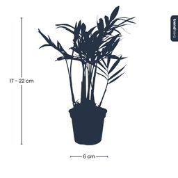 Parlour Palm - Chamaedorea elegans 'baby' - Terrarium plant - potmaat 6 (8720872022499)