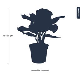 Calathea Makoyana - Pauwenplant - Terrarium plant - Potmaat 6 (8720872020846)