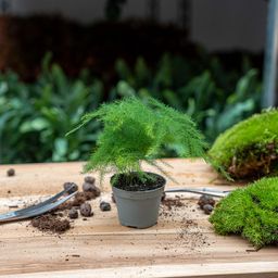 Asparagus Setaceuse Plumosus – Sierasperge - Terrarium plant - Potmaat 6 (8720872020822)