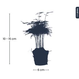 Asparagus Setaceuse Plumosus – Sierasperge - Terrarium plant - Potmaat 6 (8720872020822)
