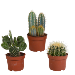 House of cactus Cactus mix 10.5 cm - 3x - zonder pot (8720387961375)