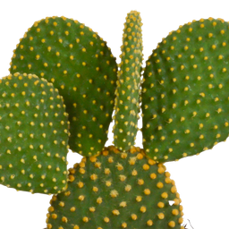 House of cactus Cactus mix 10.5 cm - 3x - zonder pot (8720387961375)