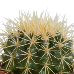 House of cactus Cactus mix 10.5 cm - 3x - in witte pot (8720618070197)