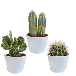 House of cactus Cactus mix 10.5 cm - 3x - in witte pot (8720618070197)