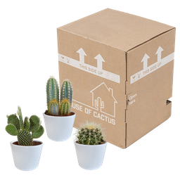 House of cactus Cactus mix 10.5 cm - 3x - in witte pot (8720618070197)