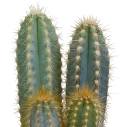 House of cactus Cactus mix 10.5 cm - 3x - in witte pot (8720618070197)