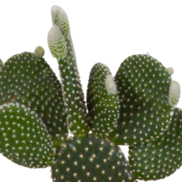 House of cactus Cactus mix 10.5 cm - 3x - in witte pot (8720618070197)