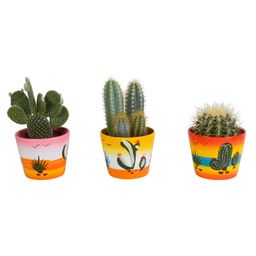House of cactus Cactus mix 10.5 cm - in Mexicaanse pot - 3x (10576)