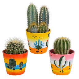 House of cactus Cactus mix 8.5 cm - 3x - in Mexicaanse pot (8720387961207)