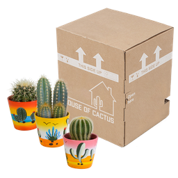 House of cactus Cactus mix 8.5 cm - 3x - in Mexicaanse pot (8720387961207)
