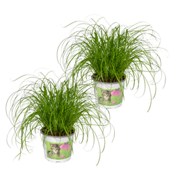 Cyperus Alternifolius (Kattengras) - 2 stuks (10238)