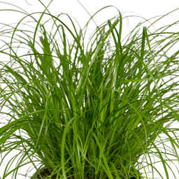 Cyperus Alternifolius (Kattengras) - 2 stuks (10238)