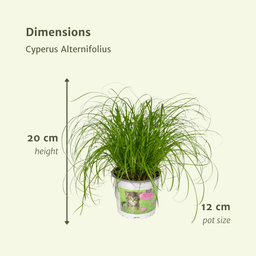 Cyperus Alternifolius (Kattengras) - 2 stuks (10238)