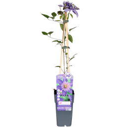 Hoogeveen Clematis Multi Blue - Clematis Blauw (8712044838663)